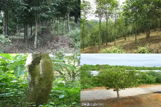 达拉干沉香的价格行情1692922208446 达拉干沉香的价格行情1692922208446