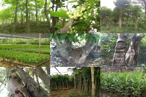 印尼土沉香是沉香吗1694563722169 印尼土沉香是沉香吗1694563722169