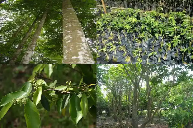 沉香产地哪里的最好1694995782307 沉香产地哪里的最好1694995782307