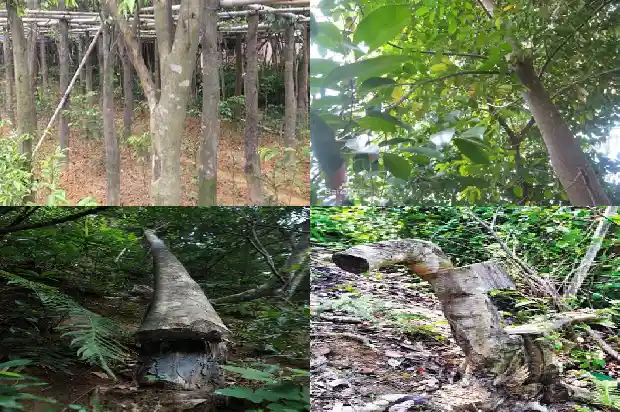 沉香有哪些种1681949763437 沉香有哪些种1681949763437