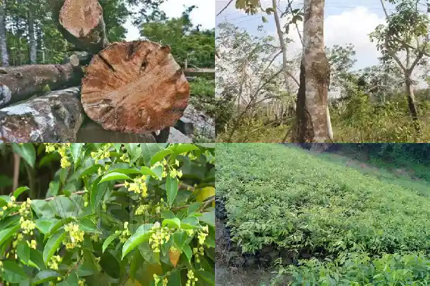 沉香颗粒的价格1681949981995 沉香颗粒的价格1681949981995