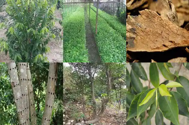 什么树产沉香1681950098058 什么树产沉香1681950098058