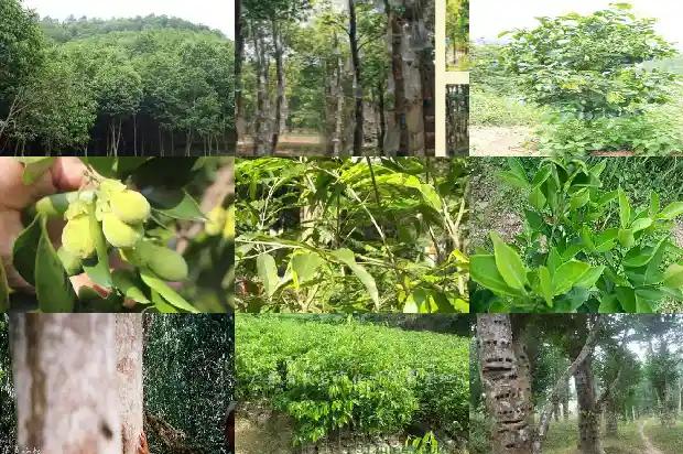 什么树产沉香1681950098105 什么树产沉香1681950098105