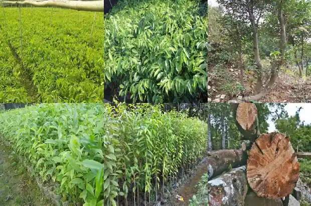 沉香木树价格1681950564895 沉香木树价格1681950564895