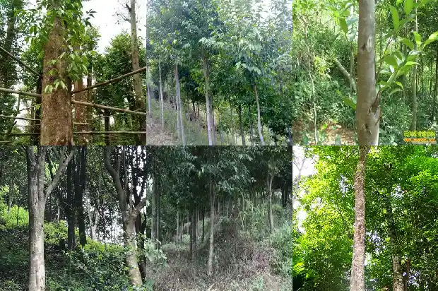 沉香木树价格1681950564943 沉香木树价格1681950564943