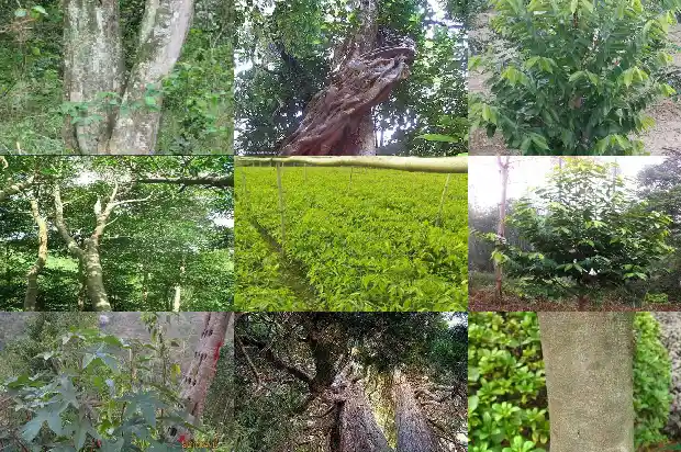 种植沉香和野生沉香1682035985920 种植沉香和野生沉香1682035985920