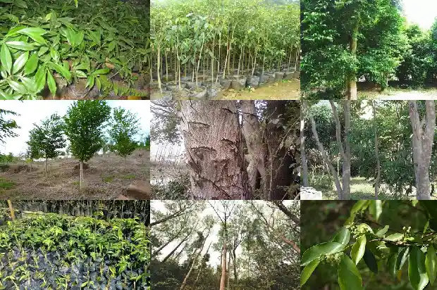 种植沉香和野生沉香1682035985968 种植沉香和野生沉香1682035985968