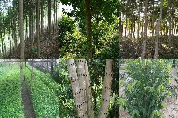沉香手串的价位多少1691107964101 沉香手串的价位多少1691107964101