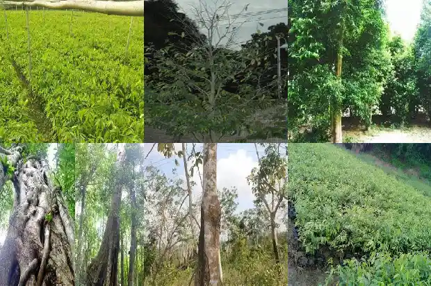 沉香的主要产地1682036136286 沉香的主要产地1682036136286