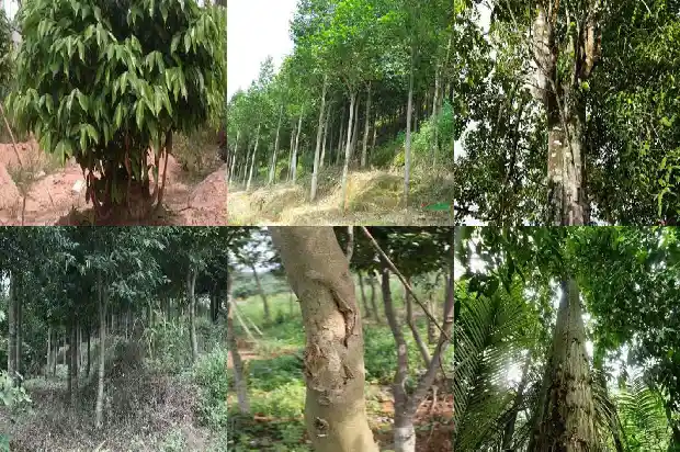 土沉香和沉香木的区别1682036242328 土沉香和沉香木的区别1682036242328