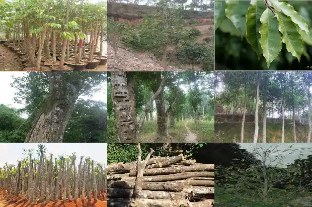 沉香树苗多少一颗1682036368397 沉香树苗多少一颗1682036368397