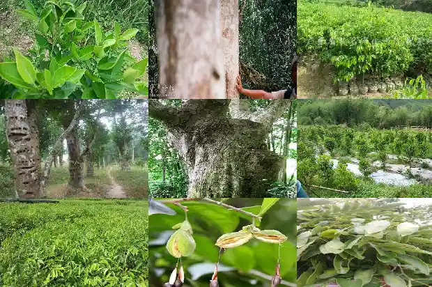 沉香树苗多少一颗1682036368493 沉香树苗多少一颗1682036368493