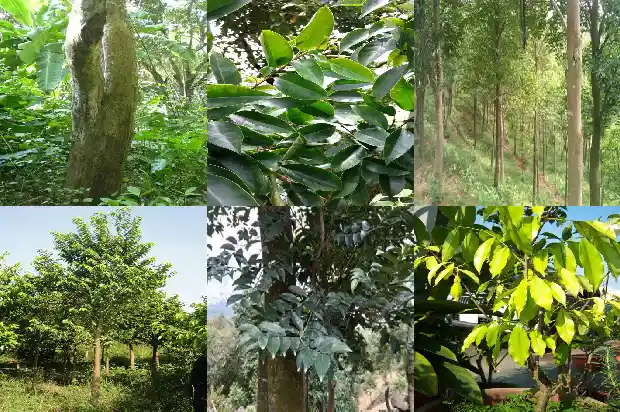 沉香树苗多少一颗1682036368541 沉香树苗多少一颗1682036368541