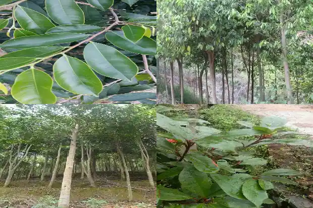 北沉香价格是多少1691367187076 北沉香价格是多少1691367187076