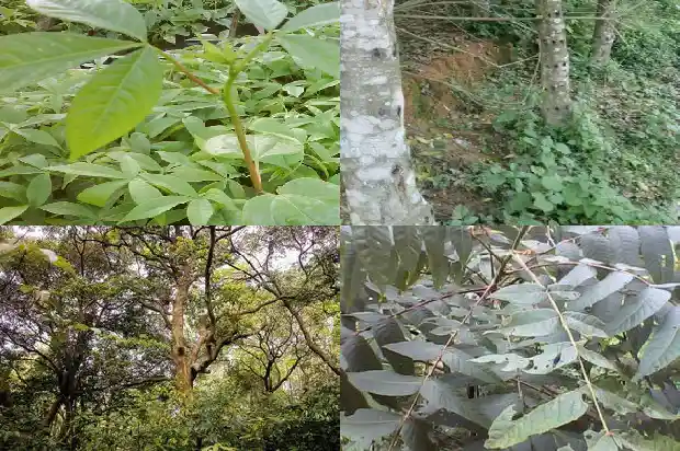 沉香树叶有毒吗1682036846777