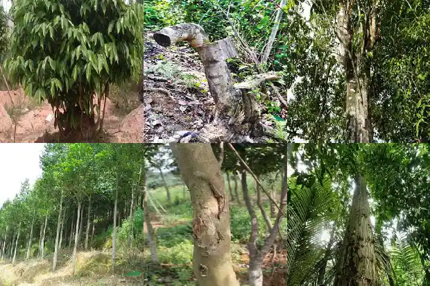 沉香树叶有毒吗1682036846825