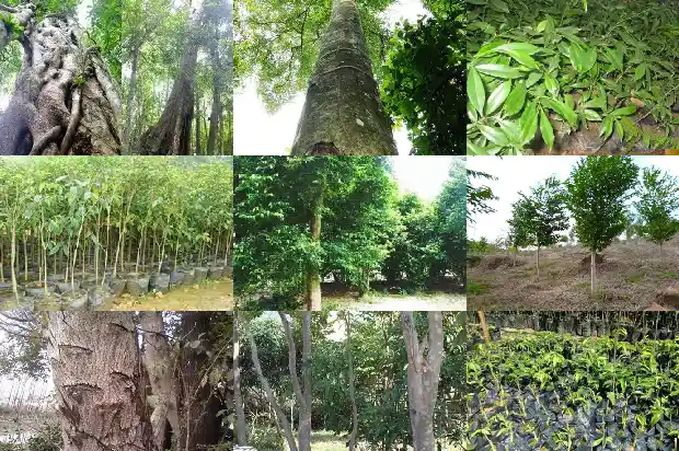 沉香树叶有毒吗1682036846873