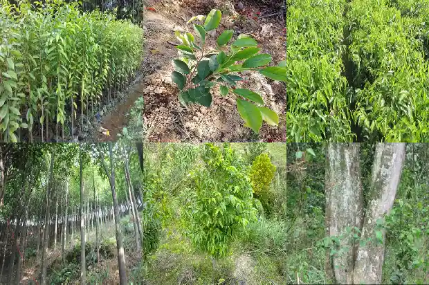 沉香树叶有毒吗1682036846921