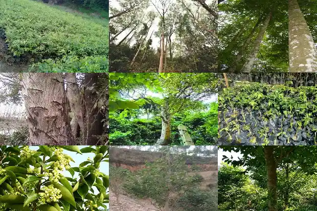 沉香价格排名1682037082702 沉香价格排名1682037082702