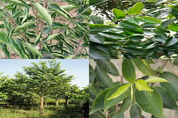 沉香价格排名1682037082749 沉香价格排名1682037082749