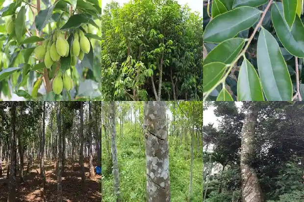 沉香 香方1682122135987 沉香 香方1682122135987