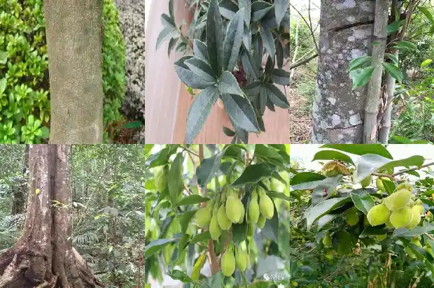 沉香木材1689725391860 沉香木材1689725391860
