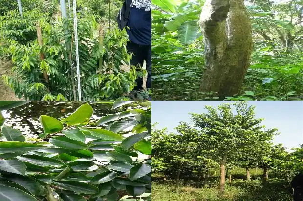 沉香 香道1682122372326 沉香 香道1682122372326