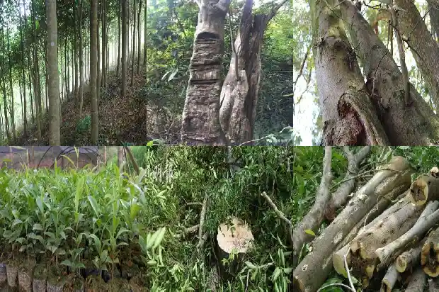 奇楠沉香木树苗种植技术1682122835915 奇楠沉香木树苗种植技术1682122835915