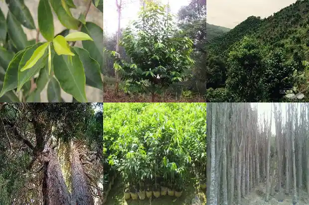 奇楠沉香木树苗种植技术1682122835962 奇楠沉香木树苗种植技术1682122835962