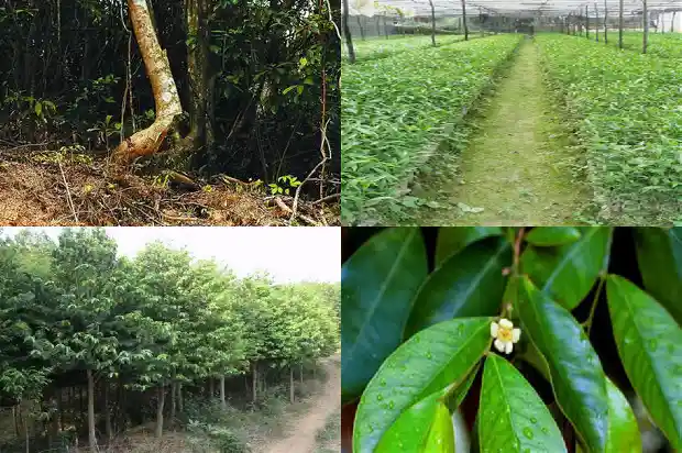 奇楠沉香木树苗种植技术1682122836008 奇楠沉香木树苗种植技术1682122836008