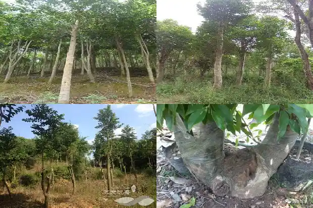 沉香多少1682123096301 沉香多少1682123096301