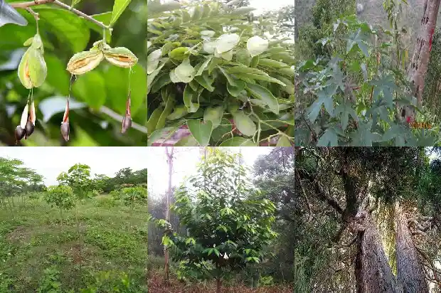 沉香多少1682123096348 沉香多少1682123096348