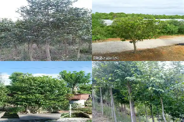 加里曼丹沉香油价格1690417110033 加里曼丹沉香油价格1690417110033