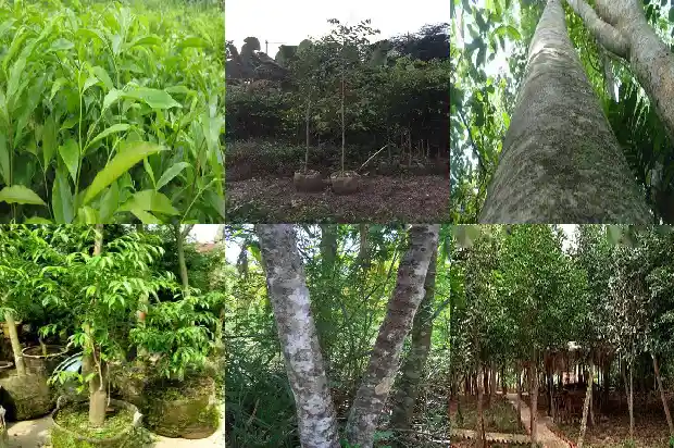 沉香多少1682123096441 沉香多少1682123096441