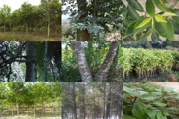 沉香 香1682123208147 沉香 香1682123208147