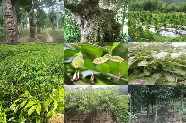 沉香 香1682123208195 沉香 香1682123208195