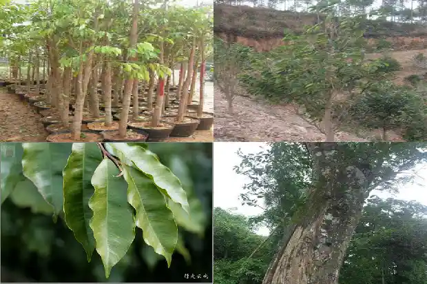 种植沉香树苗1682123375697 种植沉香树苗1682123375697