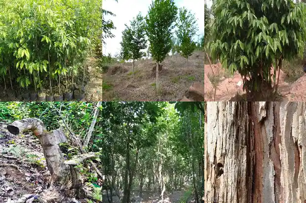 种植沉香树苗1682123375745 种植沉香树苗1682123375745