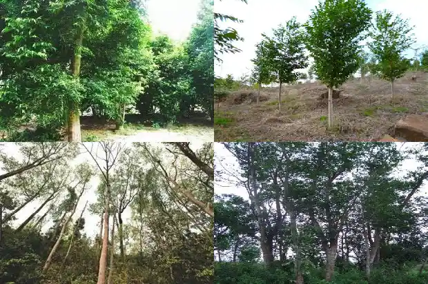 种植沉香树苗1682123375792 种植沉香树苗1682123375792