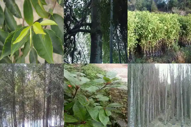种植沉香树苗1682123375838 种植沉香树苗1682123375838