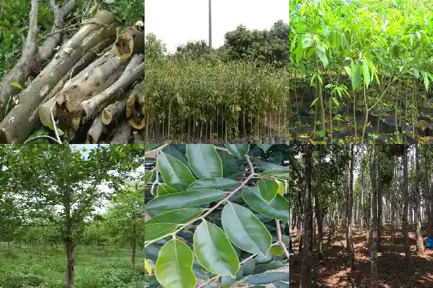 沉香 品种1682123630525 沉香 品种1682123630525