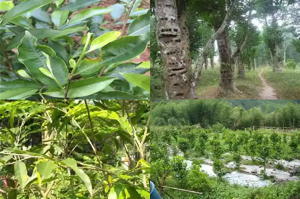 沉香树病虫害1697414974771 沉香树病虫害1697414974771