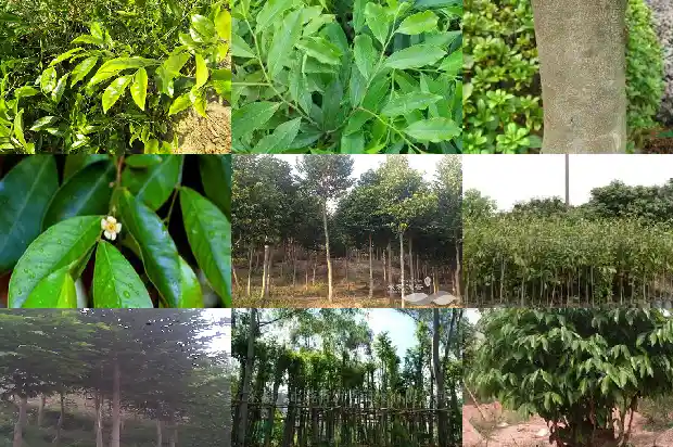 沉香 品种1682123630616 沉香 品种1682123630616