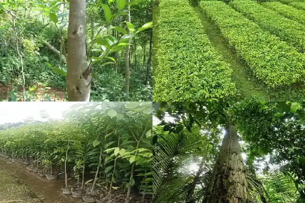 白沉香苗1696982991038 白沉香苗1696982991038