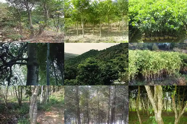 沉香好1688516595779 沉香好1688516595779