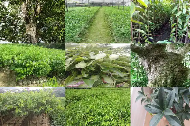 怎么种植沉香树1694390961549 怎么种植沉香树1694390961549