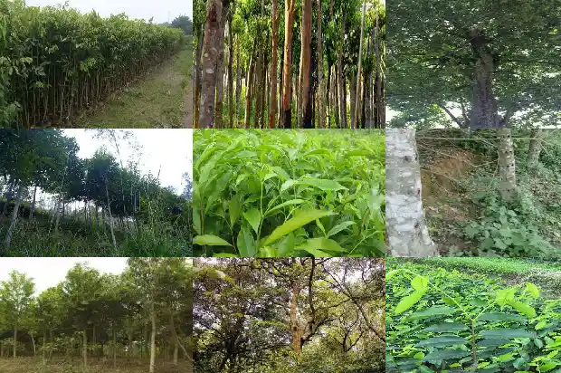 吉林 沉香1682208957627 吉林 沉香1682208957627