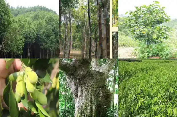 上海 沉香1682209075932 上海 沉香1682209075932