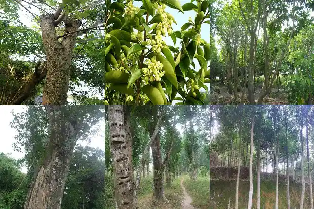 沉香树怎么样才能让它出沉香1682209207010 沉香树怎么样才能让它出沉香1682209207010