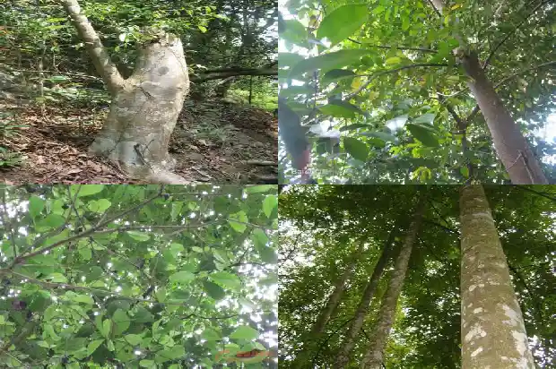 沉香树怎么样才能让它出沉香1682209207057 沉香树怎么样才能让它出沉香1682209207057
